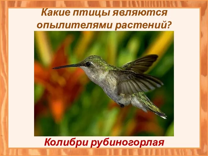 Какие птицы являются опылителями растений? Колибри рубиногорлая