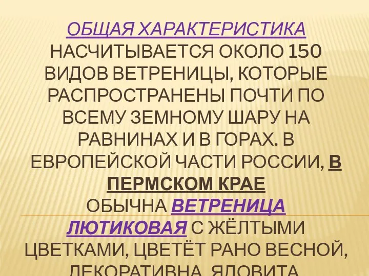 ОБЩАЯ ХАРАКТЕРИСТИКА НАСЧИТЫВАЕТСЯ ОКОЛО 150 ВИДОВ ВЕТРЕНИЦЫ, КОТОРЫЕ РАСПРОСТРАНЕНЫ ПОЧТИ ПО ВСЕМУ