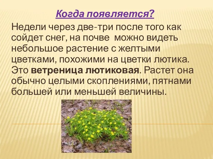 Когда появляется? Недели через две-три после того как сойдет снег, на почве