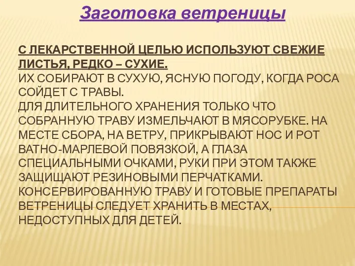 С ЛЕКАРСТВЕННОЙ ЦЕЛЬЮ ИСПОЛЬЗУЮТ СВЕЖИЕ ЛИСТЬЯ, РЕДКО – СУХИЕ. ИХ СОБИРАЮТ В