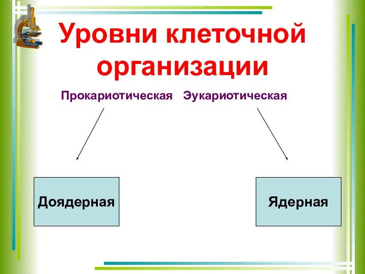 Уровни клеточной организации Прокариотическая Эукариотическая Доядерная Ядерная