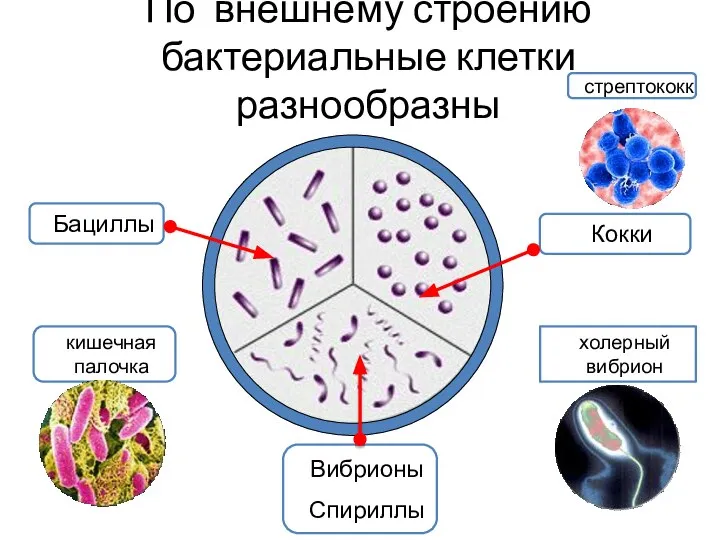 По внешнему строению бактериальные клетки разнообразны