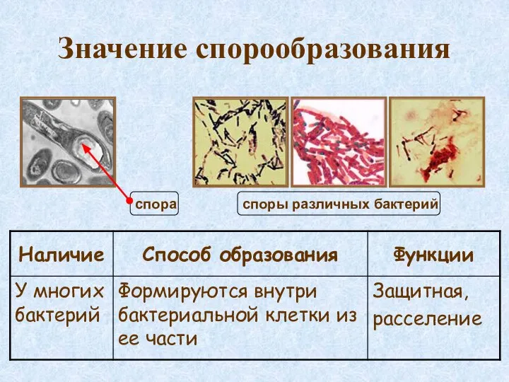 Значение спорообразования споры различных бактерий