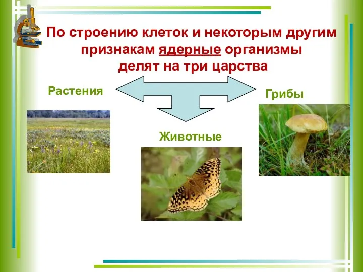 По строению клеток и некоторым другим признакам ядерные организмы делят на три царства Растения Грибы Животные