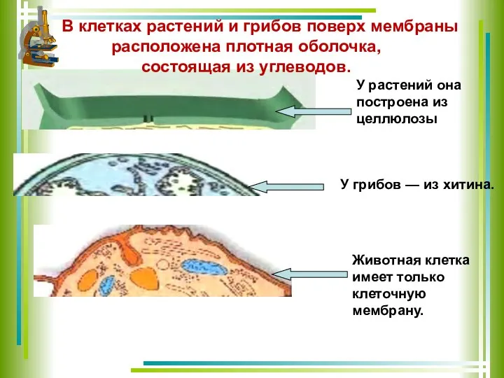 В клетках растений и грибов поверх мембраны расположена плотная оболочка, состоящая из