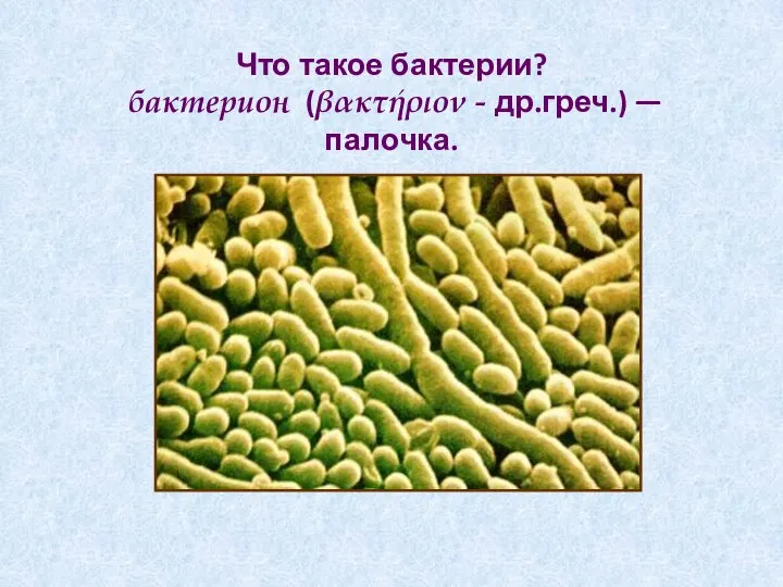 Что такое бактерии? бактерион (βακτήριον - др.греч.) — палочка.