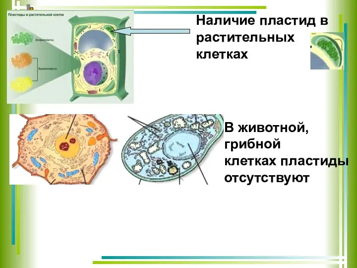 Наличие пластид в растительных клетках В животной, грибной клетках пластиды отсутствуют