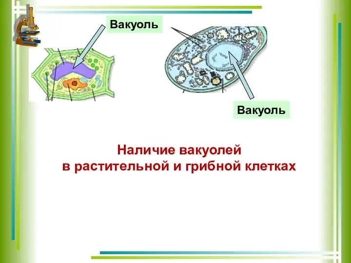 Наличие вакуолей в растительной и грибной клетках Вакуоль Вакуоль