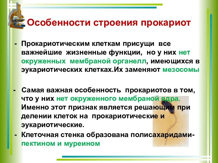 Особенности строения прокариот Прокариотическим клеткам присущи все важнейшие жизненные функции, но у