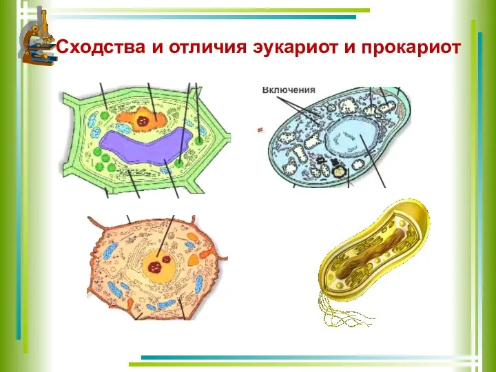 Сходства и отличия эукариот и прокариот