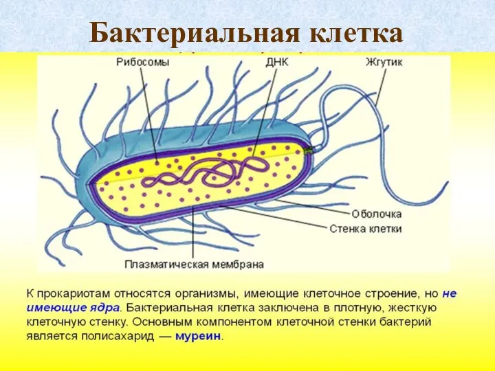 Бактериальная клетка