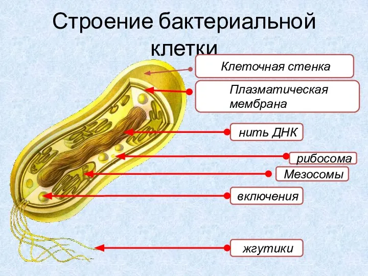 Строение бактериальной клетки Плазматическая мембрана