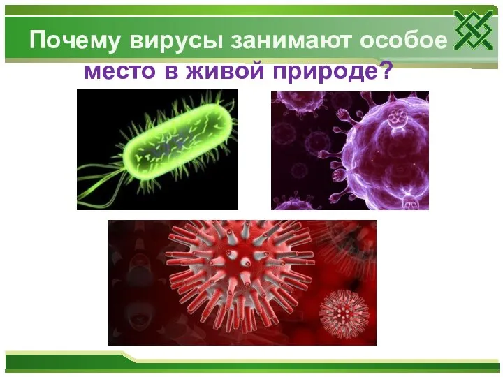 Почему вирусы занимают особое место в живой природе?