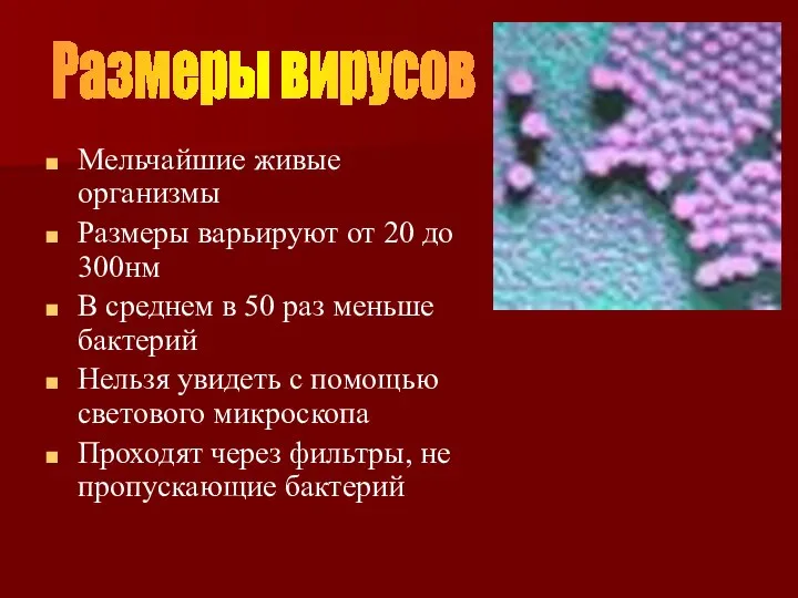 Мельчайшие живые организмы Размеры варьируют от 20 до 300нм В среднем в