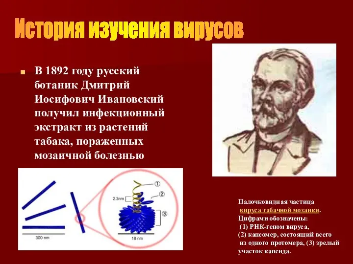 В 1892 году русский ботаник Дмитрий Иосифович Ивановский получил инфекционный экстракт из