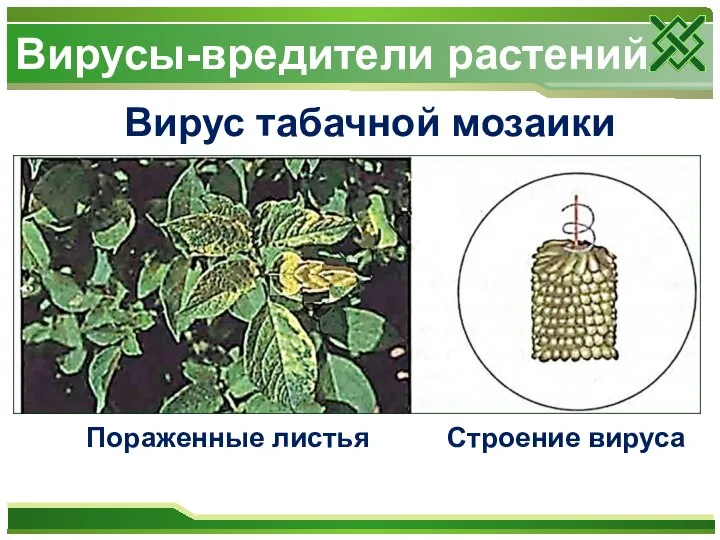 Вирусы-вредители растений Вирус табачной мозаики Пораженные листья Строение вируса