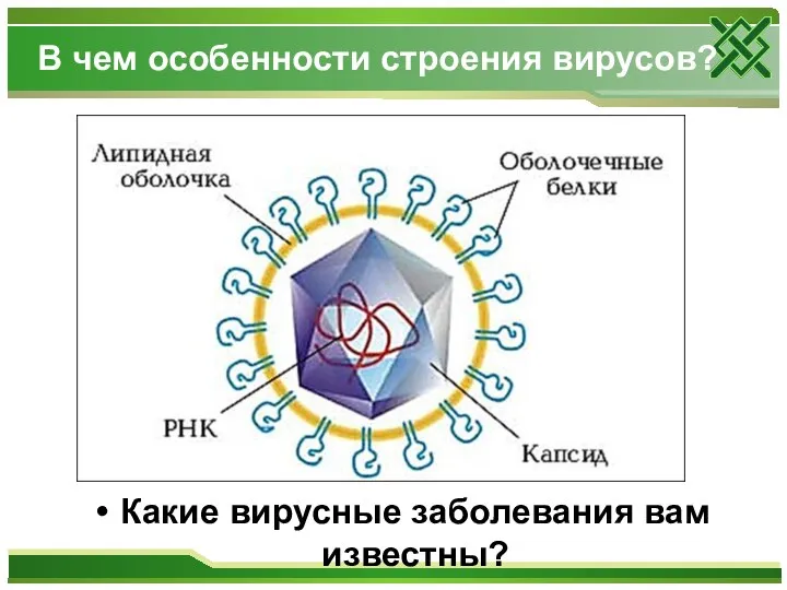 В чем особенности строения вирусов? Какие вирусные заболевания вам известны?