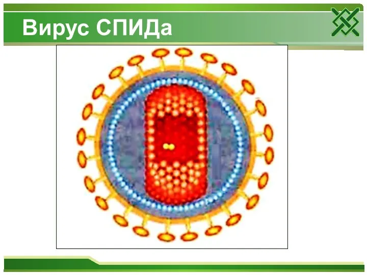 Вирус СПИДа