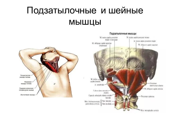 Подзатылочные и шейные мышцы