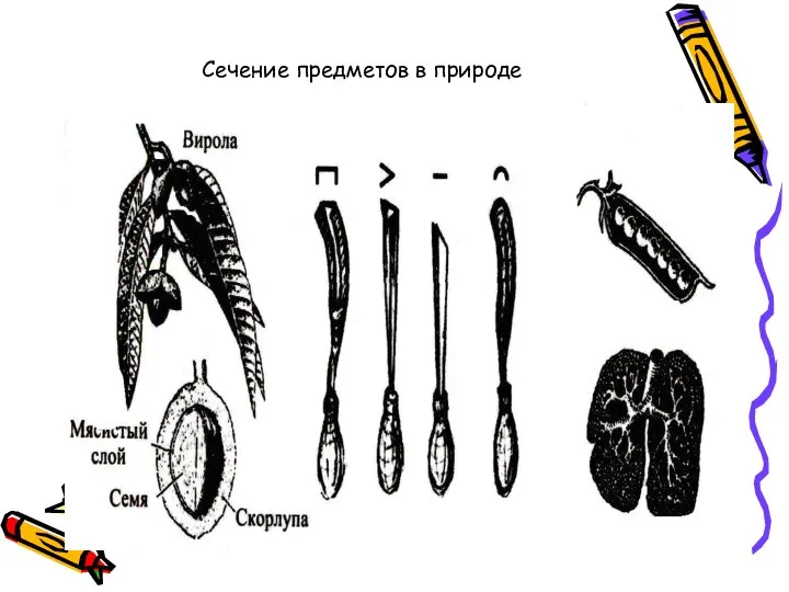 Сечение предметов в природе