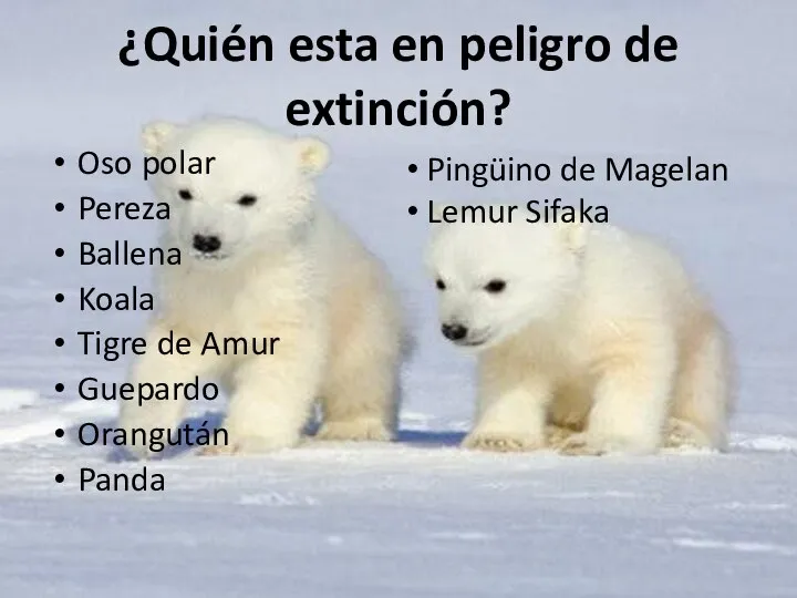 ¿Quién esta en peligro de extinción? Oso polar Pereza Ballena Koala Tigre