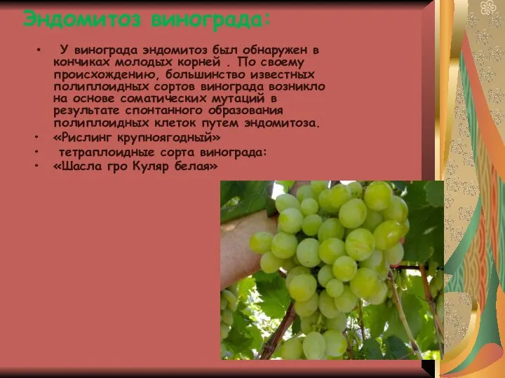 Эндомитоз винограда: У винограда эндомитоз был обнаружен в кончиках молодых корней .