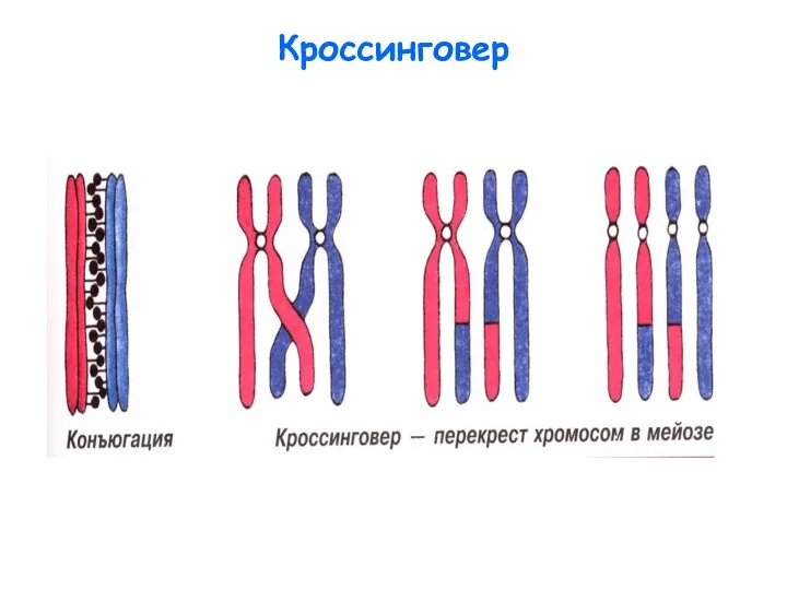 Кроссинговер