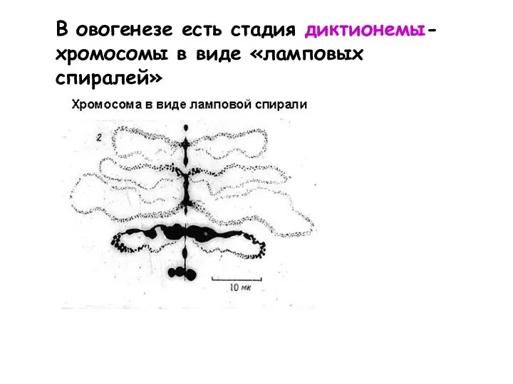 В овогенезе есть стадия диктионемы- хромосомы в виде «ламповых спиралей»