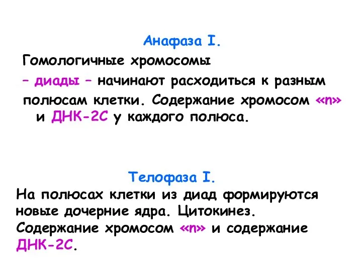 Телофаза I. На полюсах клетки из диад формируются новые дочерние ядра. Цитокинез.