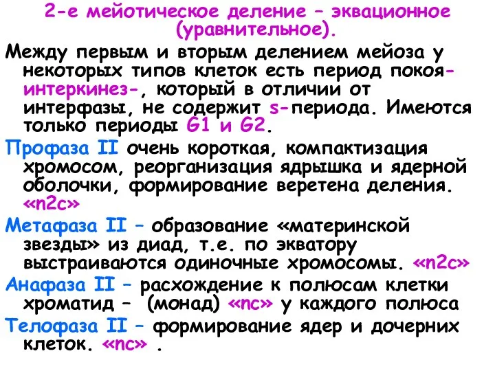 2-е мейотическое деление – эквационное (уравнительное). Между первым и вторым делением мейоза