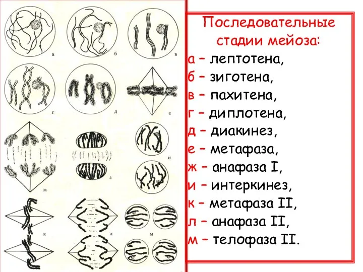 Последовательные стадии мейоза: а – лептотена, б – зиготена, в – пахитена,