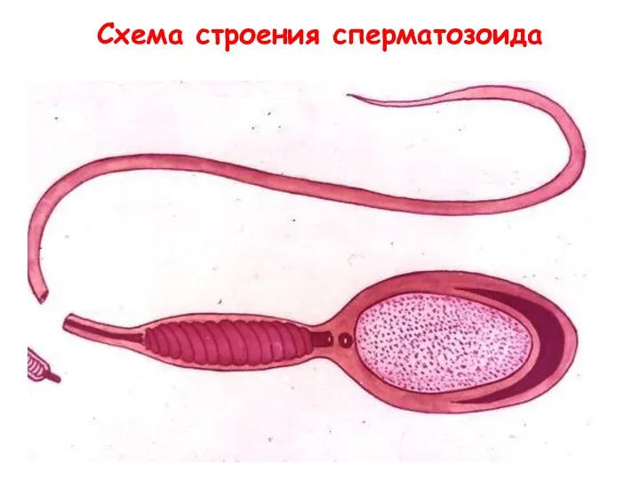 Схема строения сперматозоида