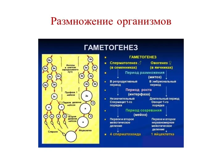 Размножение организмов