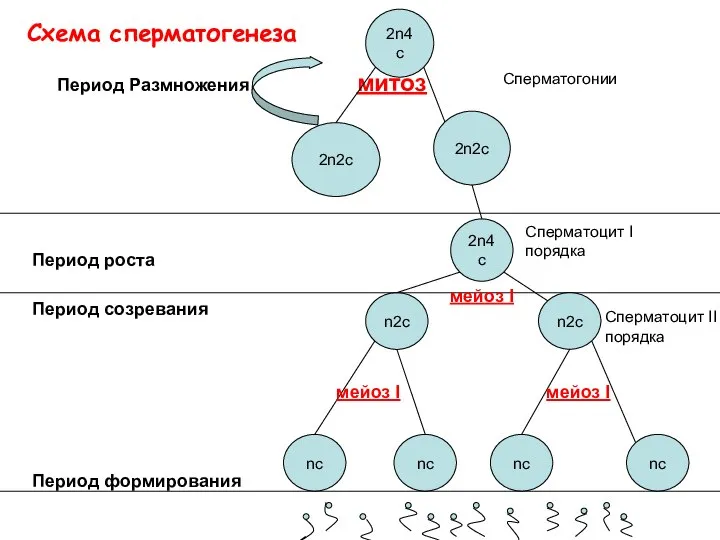 Период Размножения митоз Период роста Период созревания Период формирования 2n4c 2n2c 2n2c