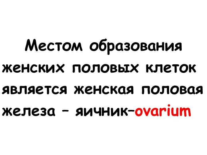 Местом образования женских половых клеток является женская половая железа – яичник–ovarium