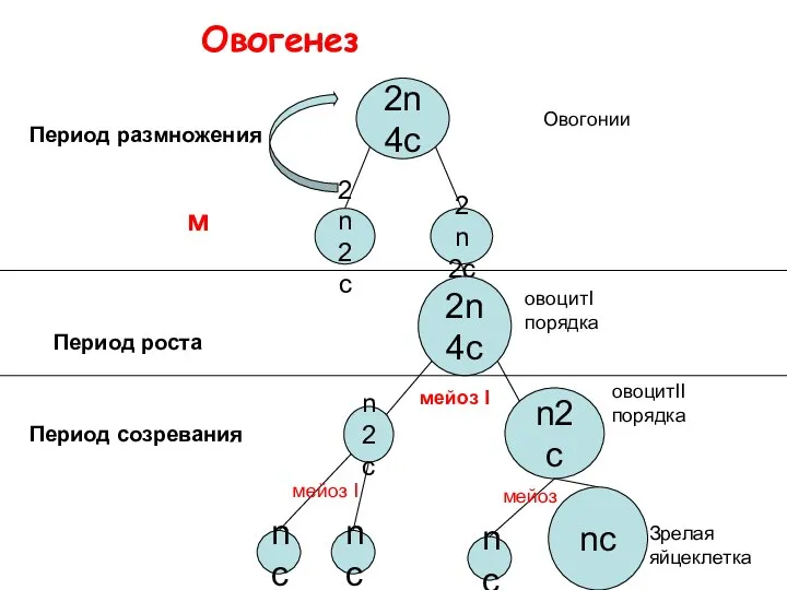 Овогенез Период размножения м Период роста Период созревания nc 2n2c n2c nc