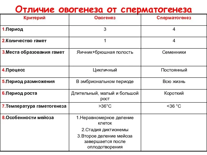 Отличие овогенеза от сперматогенеза