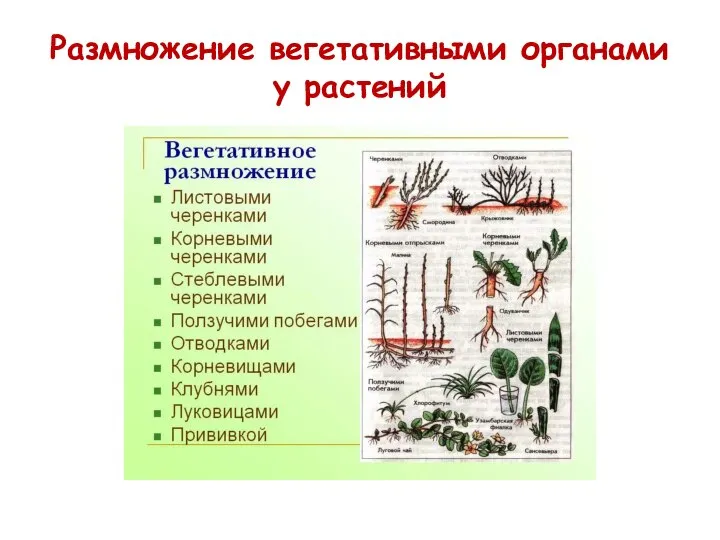 Размножение вегетативными органами у растений