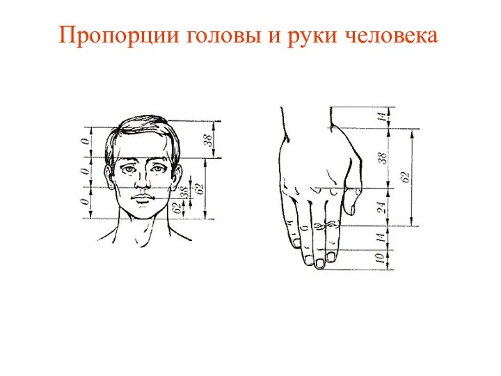 Пропорции головы и руки человека