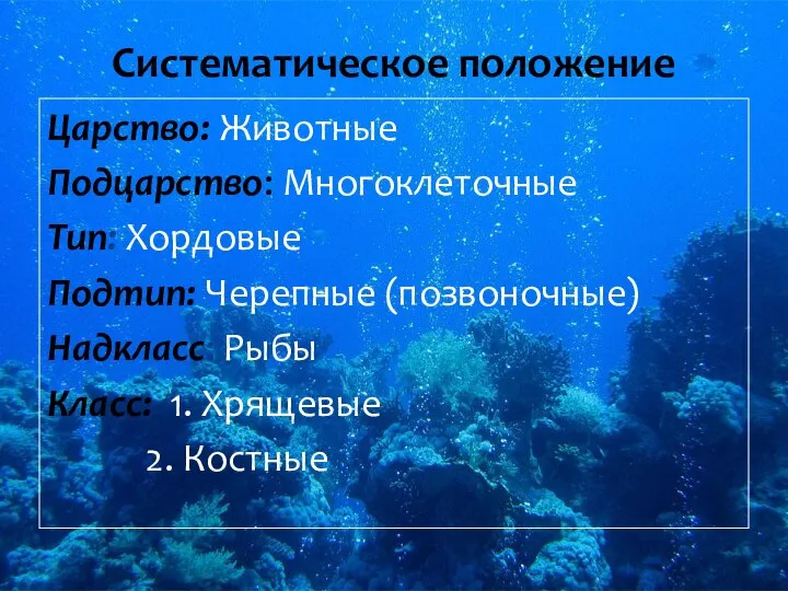 Систематическое положение Царство: Животные Подцарство: Многоклеточные Тип: Хордовые Подтип: Черепные (позвоночные) Надкласс: