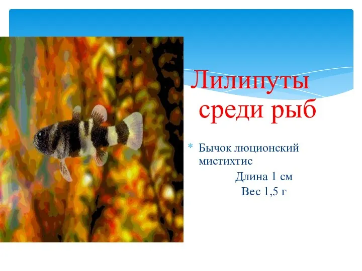 Лилипуты среди рыб Бычок люционский мистихтис Длина 1 см Вес 1,5 г