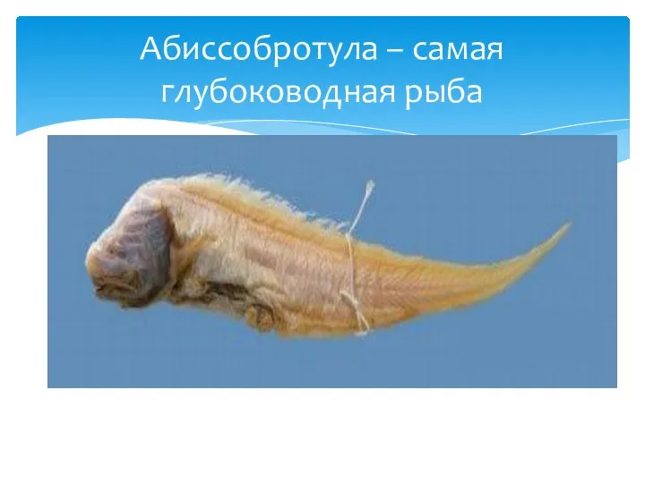 Абиссобротула – самая глубоководная рыба