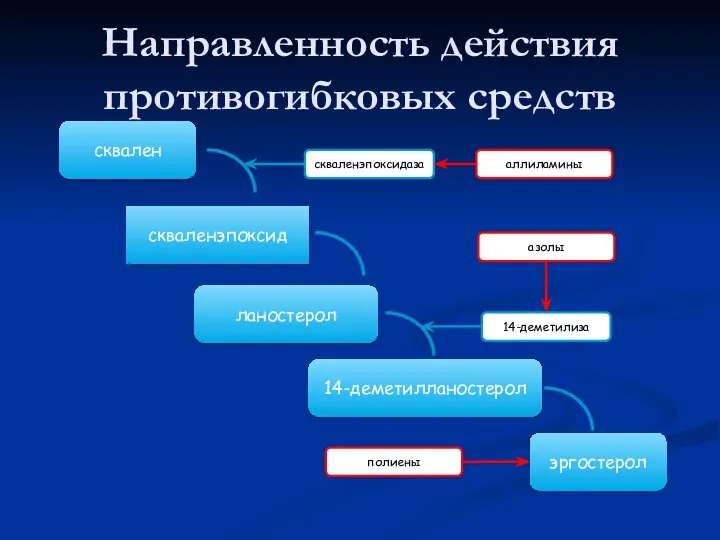 Направленность действия противогибковых средств скваленэпоксид сквален ланостерол 14-деметилланостерол эргостерол скваленэпоксидаза 14-деметилиза аллиламины азолы полиены