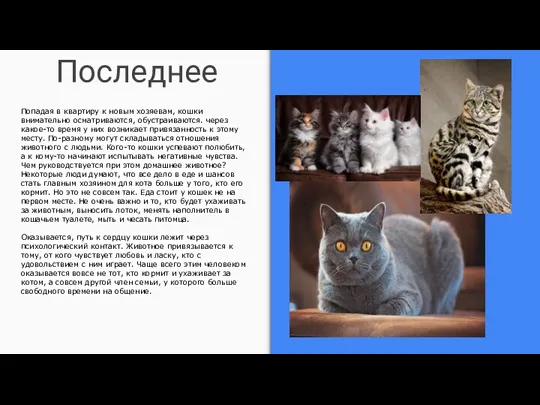 Последнее Попадая в квартиру к новым хозяевам, кошки внимательно осматриваются, обустраиваются. через