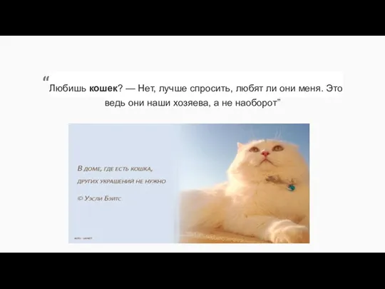 “Любишь кошек? — Нет, лучше спросить, любят ли они меня. Это ведь