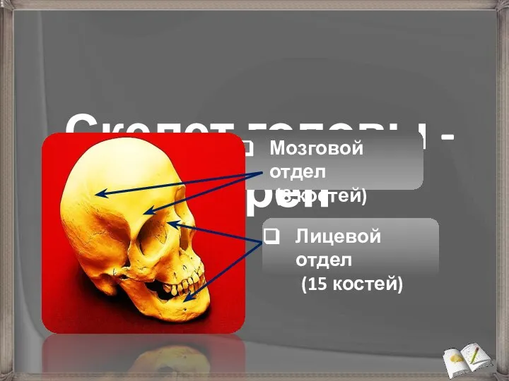 Скелет головы - череп Мозговой отдел (8 костей) Лицевой отдел (15 костей)