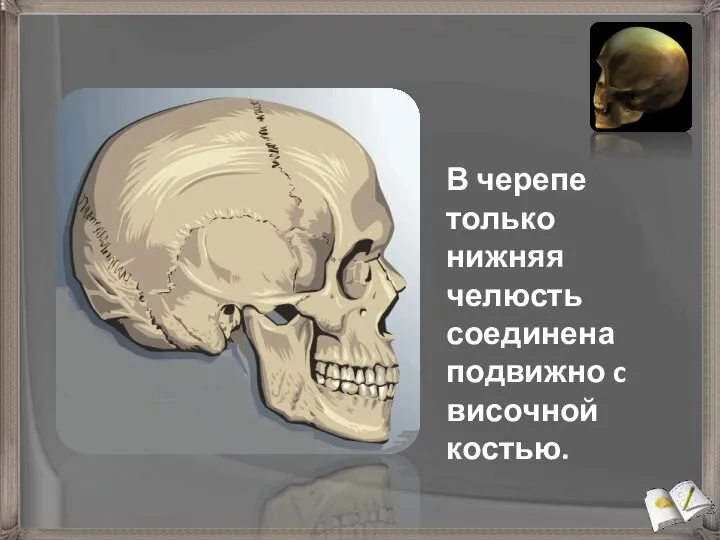 В черепе только нижняя челюсть соединена подвижно c височной костью.