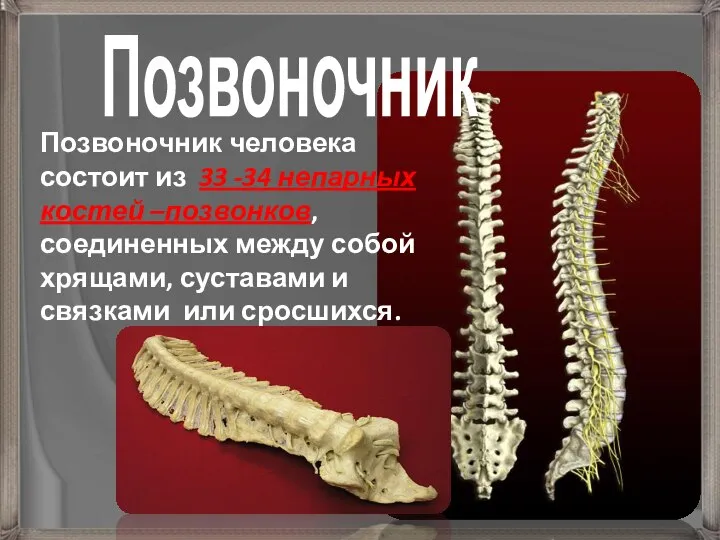 Позвоночник Позвоночник человека состоит из 33 -34 непарных костей –позвонков, соединенных между