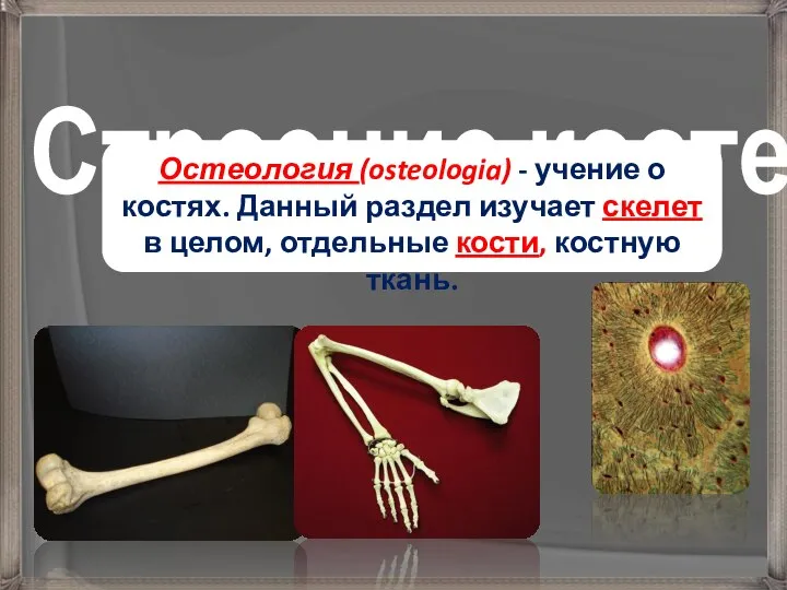 Строение костей Остеология (osteologia) - учение о костях. Данный раздел изучает скелет