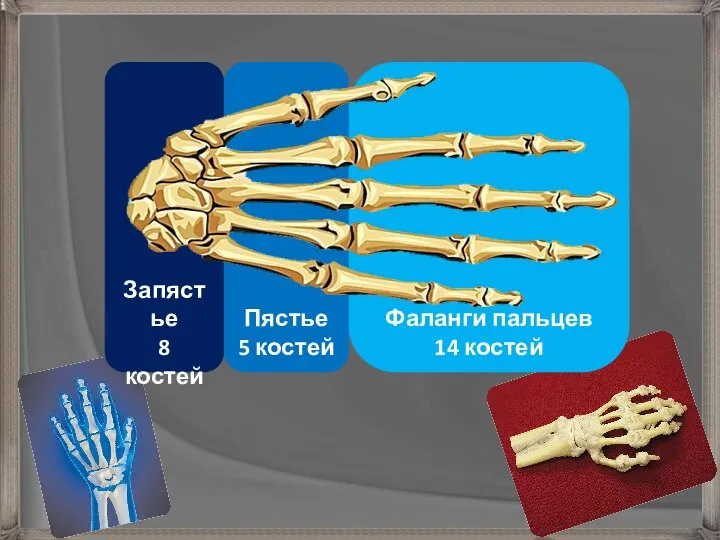 Фаланги пальцев 14 костей Запястье 8 костей Пястье 5 костей